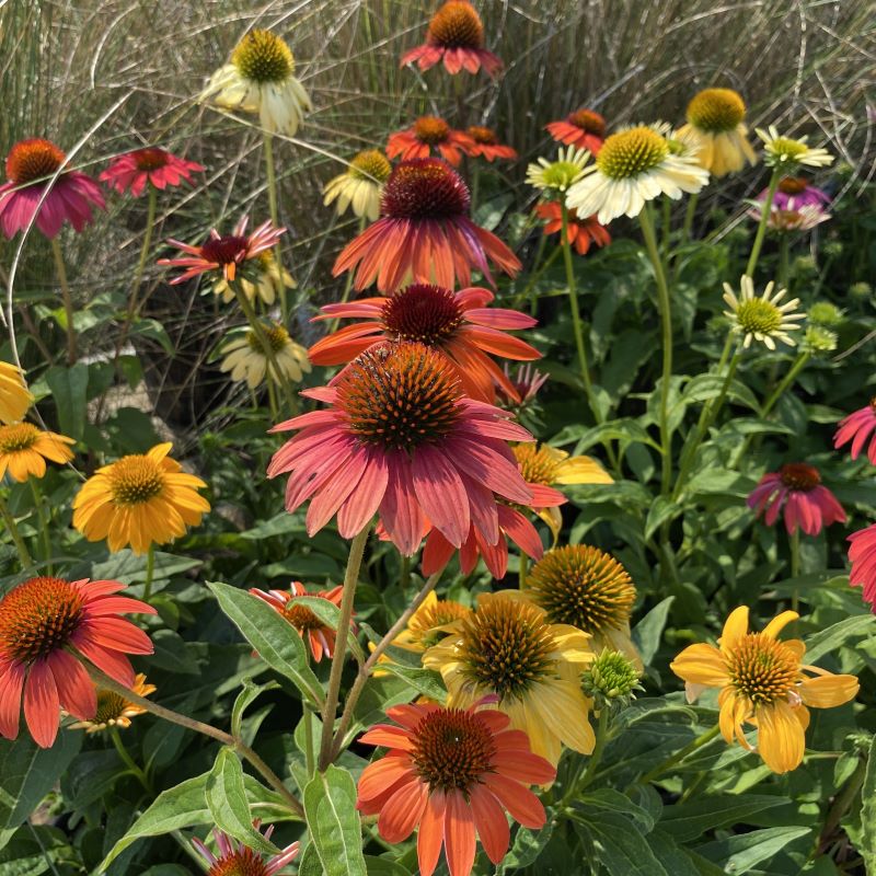 Cheyenne Spirit Coneflower (Echinacea) Herb Flower Seeds – Orange, Red, Yellow, Purple, Pink, White