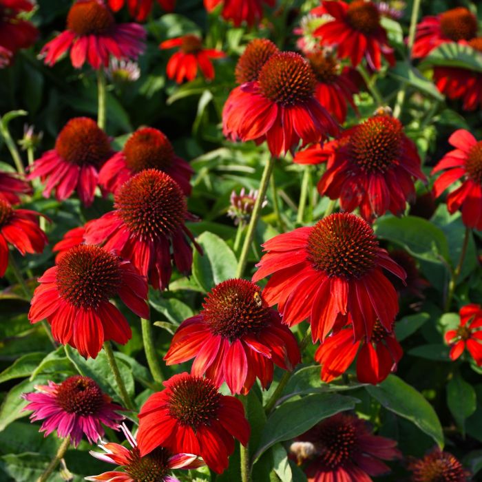 Echinacea (Echinacea ConeFlower) seeds for planting in home garden