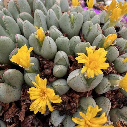 Yellow Conophytum Flower seeds for Planting Compact Growth Heirloom & GMO Free Seeds for Home Garden
Sale seeds for home garden planting