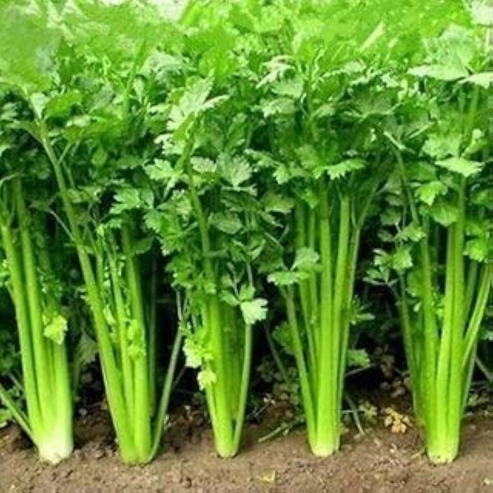 Leisure Cilantro / Coriander (Coriandrum sativum) Herb & Vegetable Seeds
