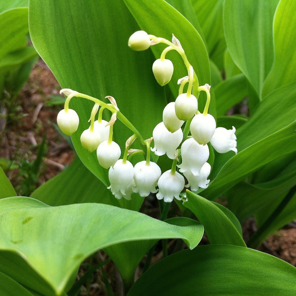 lily of the valley flower seeds Lily of the Valley (Convallaria majalis) Flower Seeds for Planting – H – Pure Asia Seeds