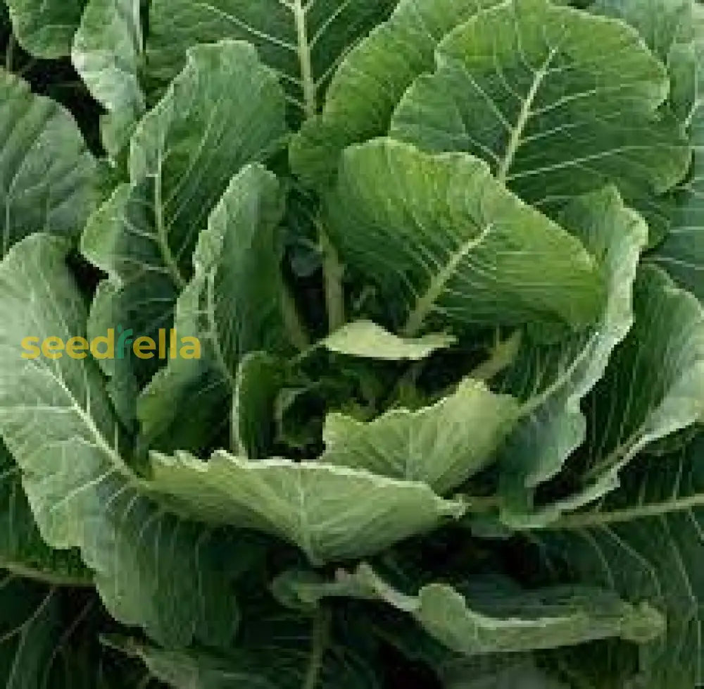 Collard Greens Seeds for Planting