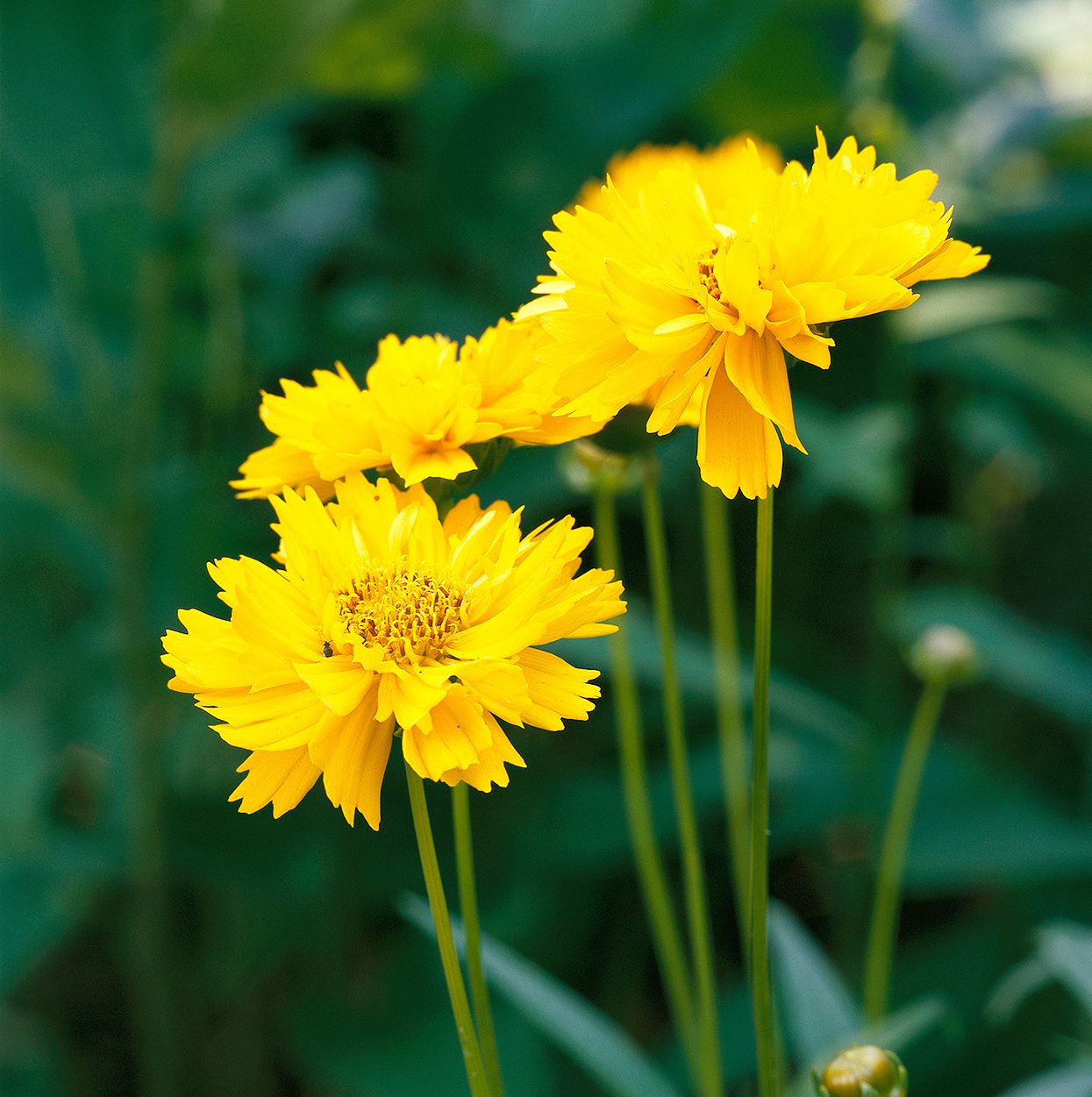 Coreopsis Flower seeds for Planting Cut Flower Favorite Heirloom & GMO Free Seeds for Home Garden