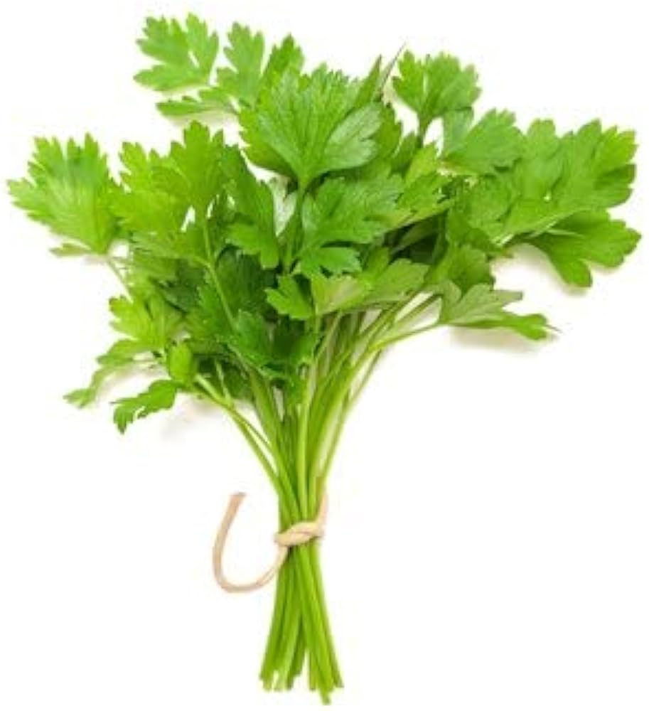 Coriander Herb Seeds – Organic Seasonal Parsley Plant