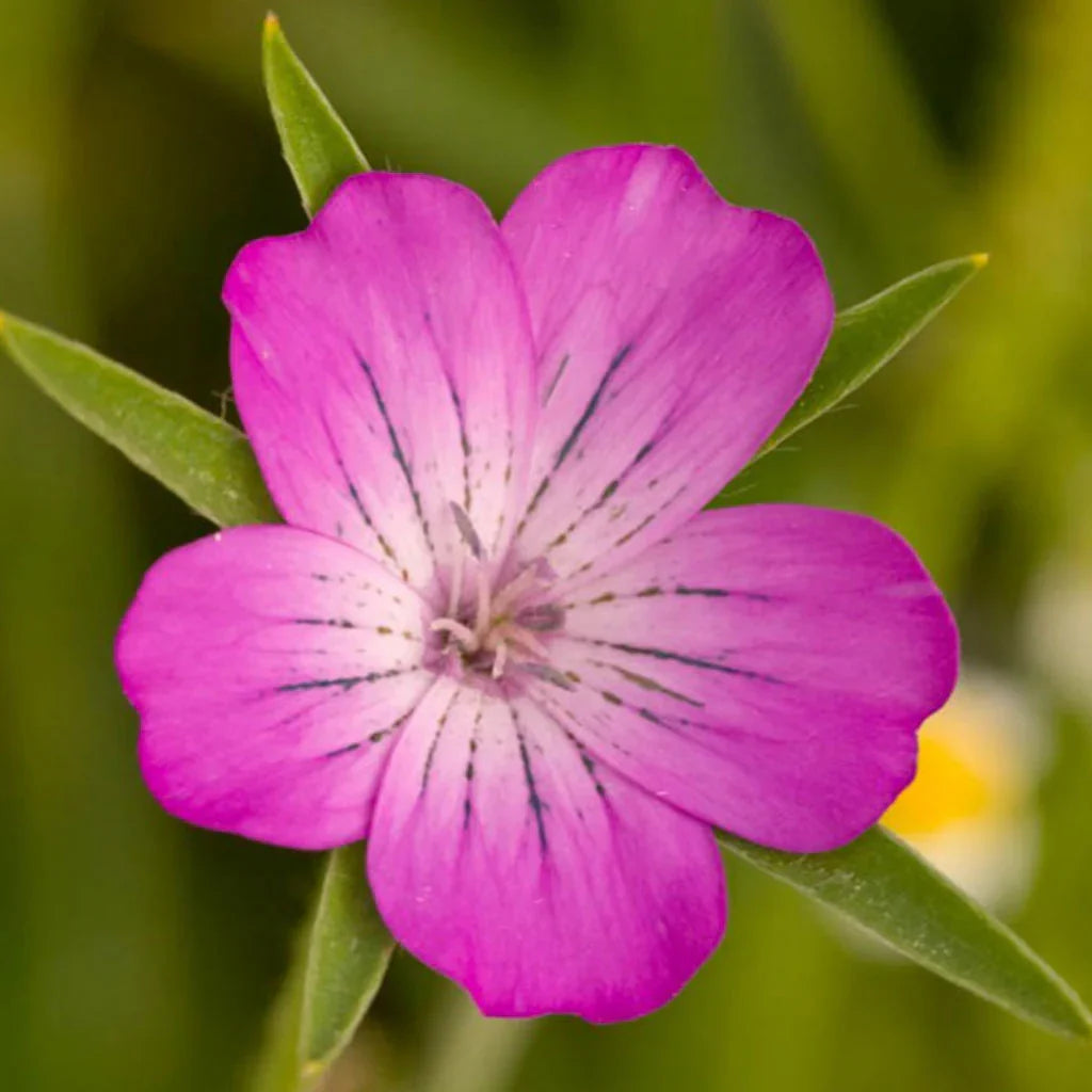 Corncockle Flower seeds for Planting Easy to Grow Heirloom & GMO Free Seeds for Home Garden