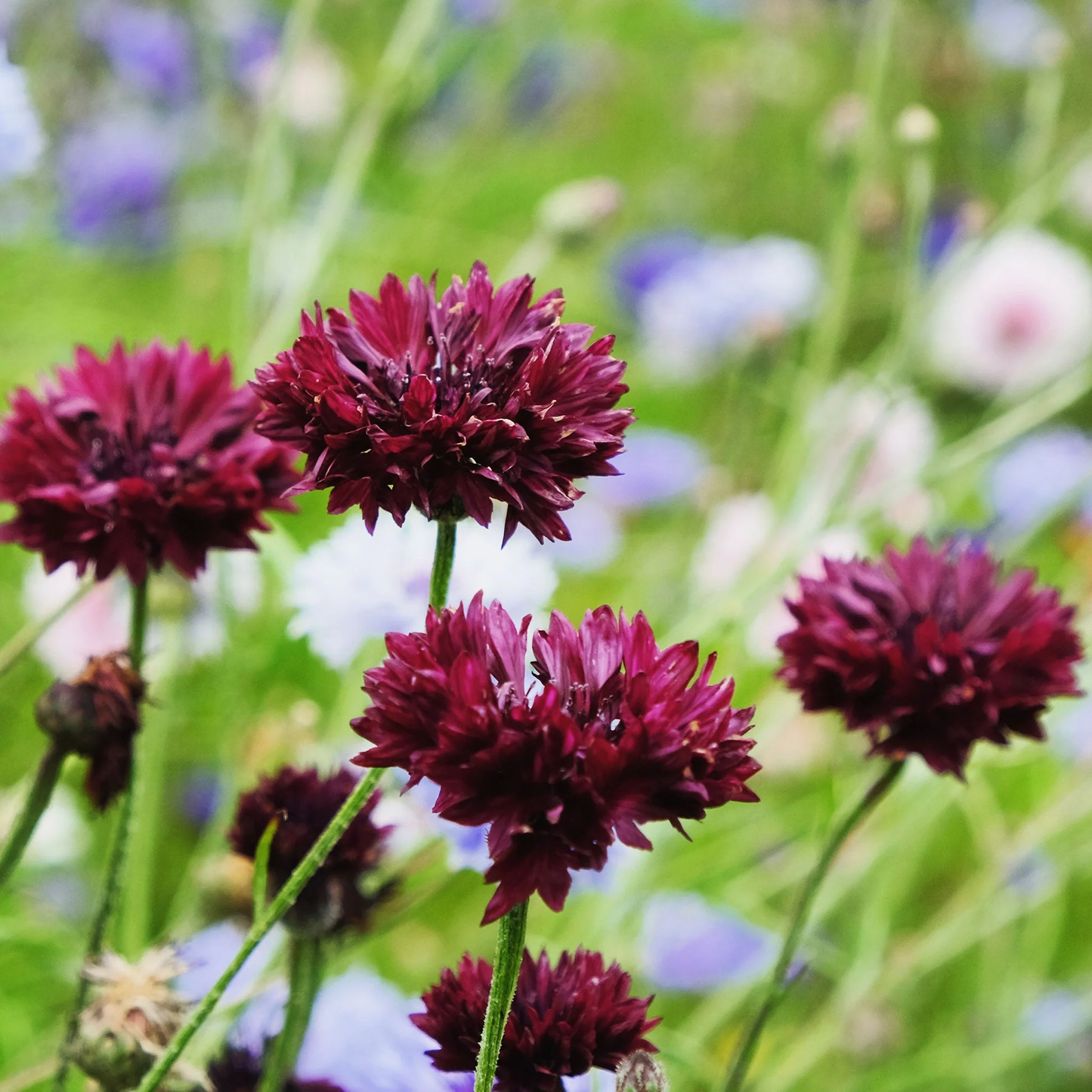 Black Bachelor Button Flower Seeds