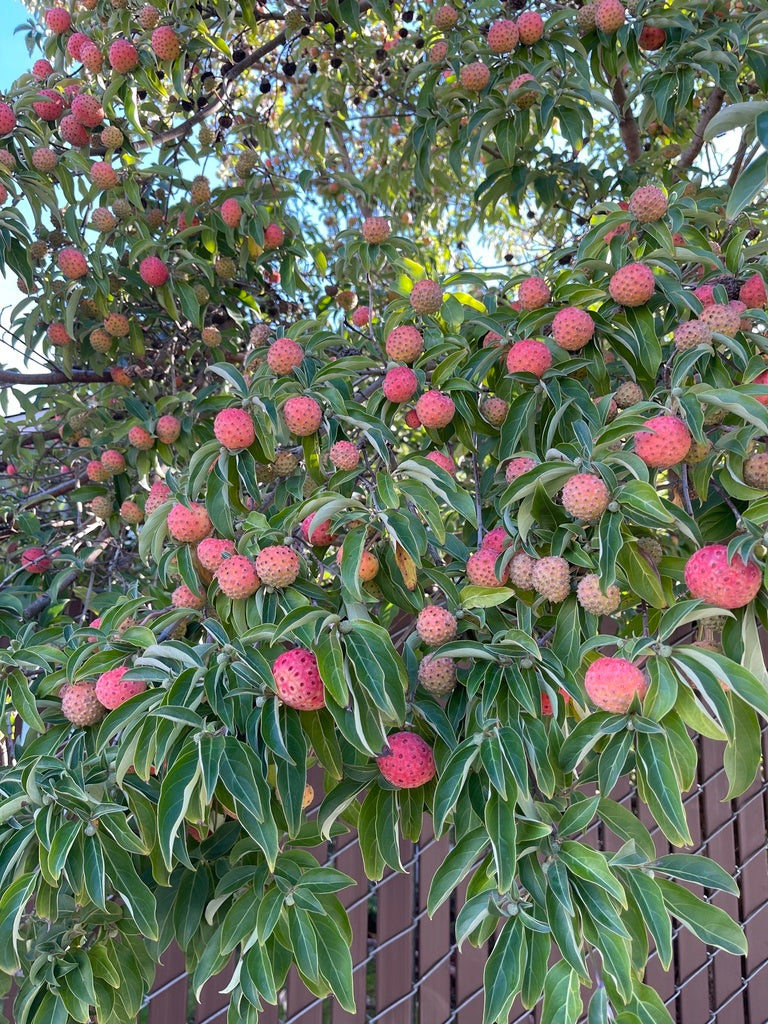 Himalayan Dogwood / Strawberry Tree (Cornus Capitata) White & Pink Flower, Red Fruit Seeds
