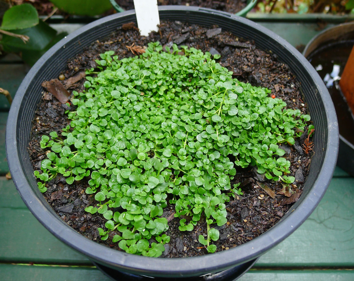 Semi di Erba Mentha Requienii