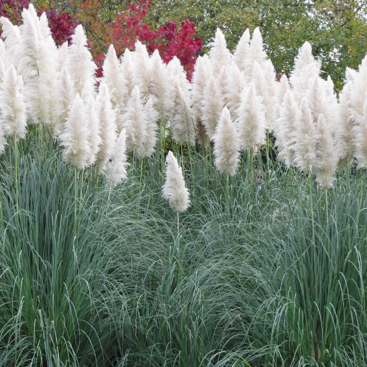 White Pampas Grass Flower Seeds (Cortaderia selloana)