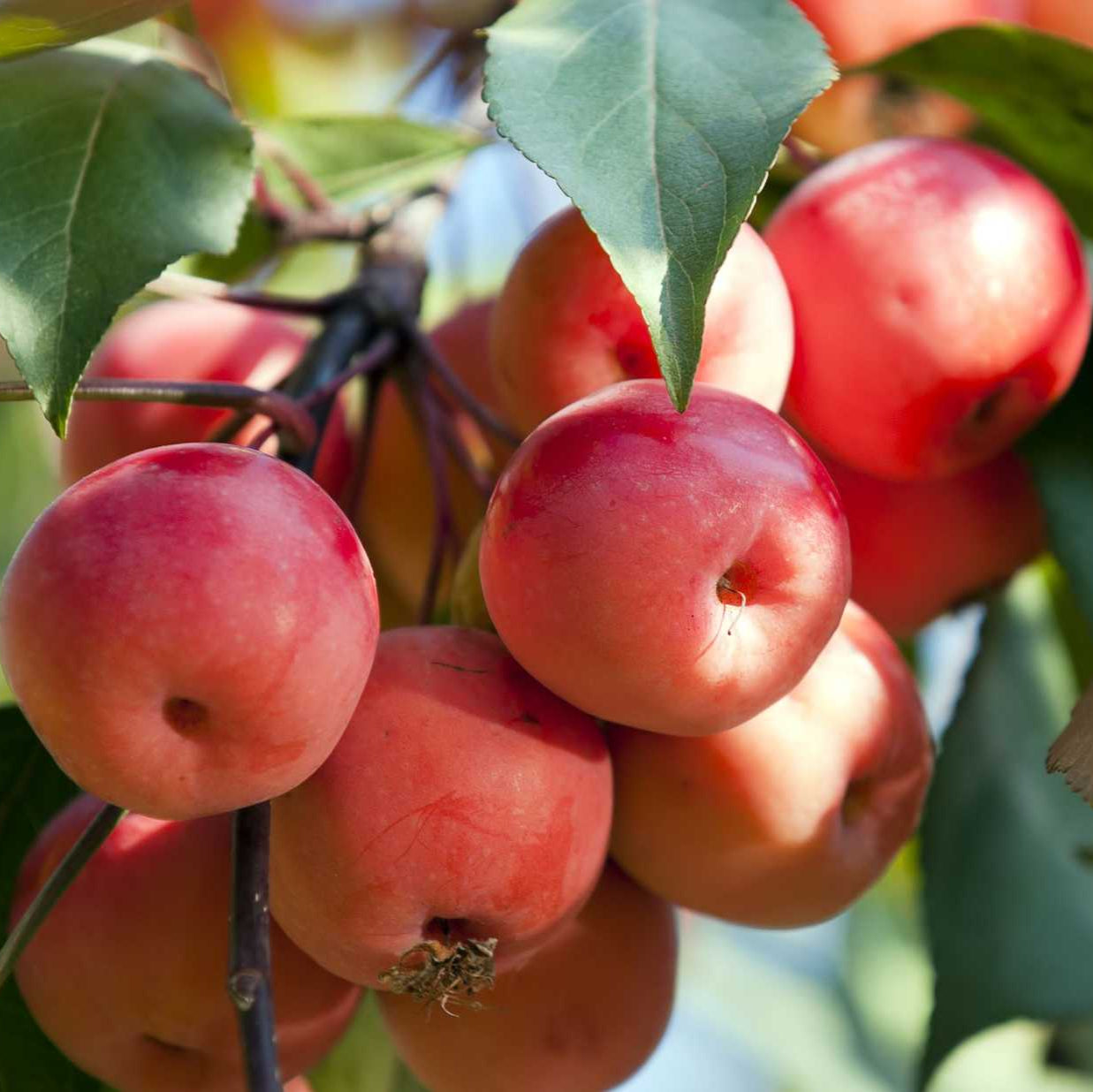 クランベリーの果実の種