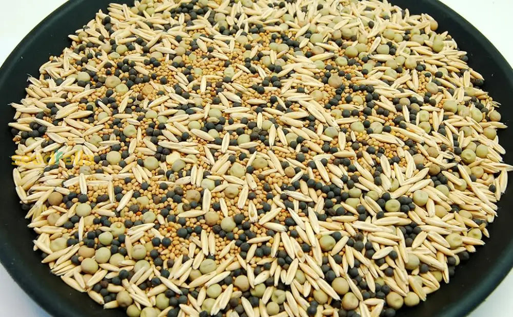 Cream Forage Crop Seeds Planting Guide: Essential Tips for Successful Planting
