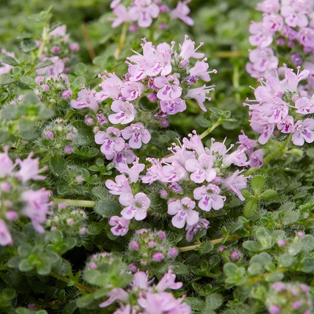 Mother of Thyme Herb Seeds