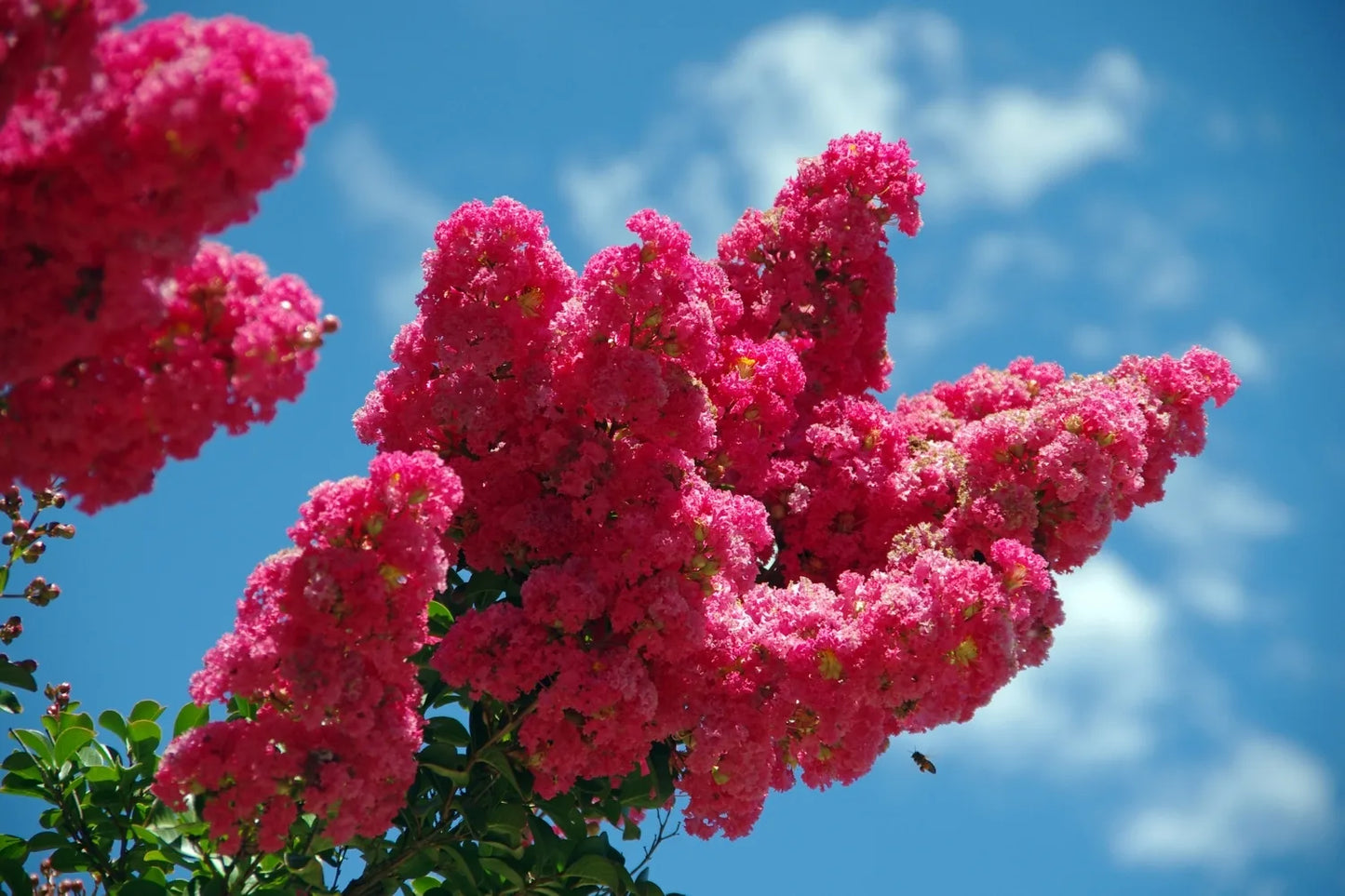 Crape Myrtle Flower Seeds