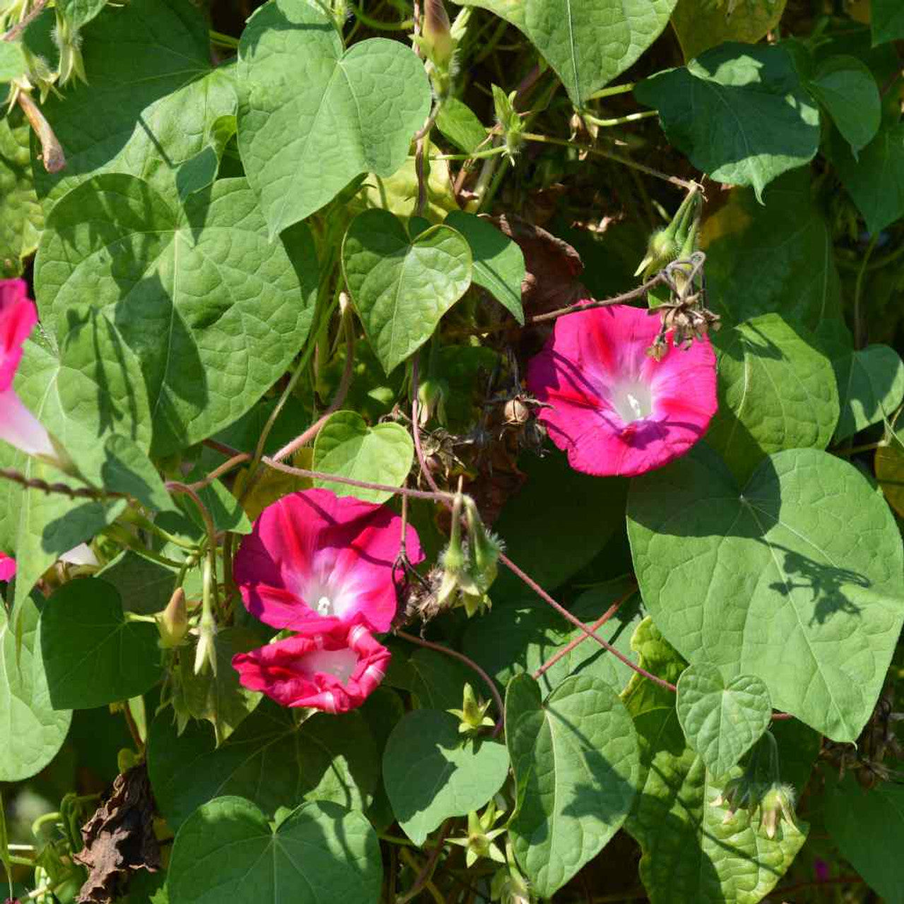 Crimson Rambler Morning Glory Flower Seeds