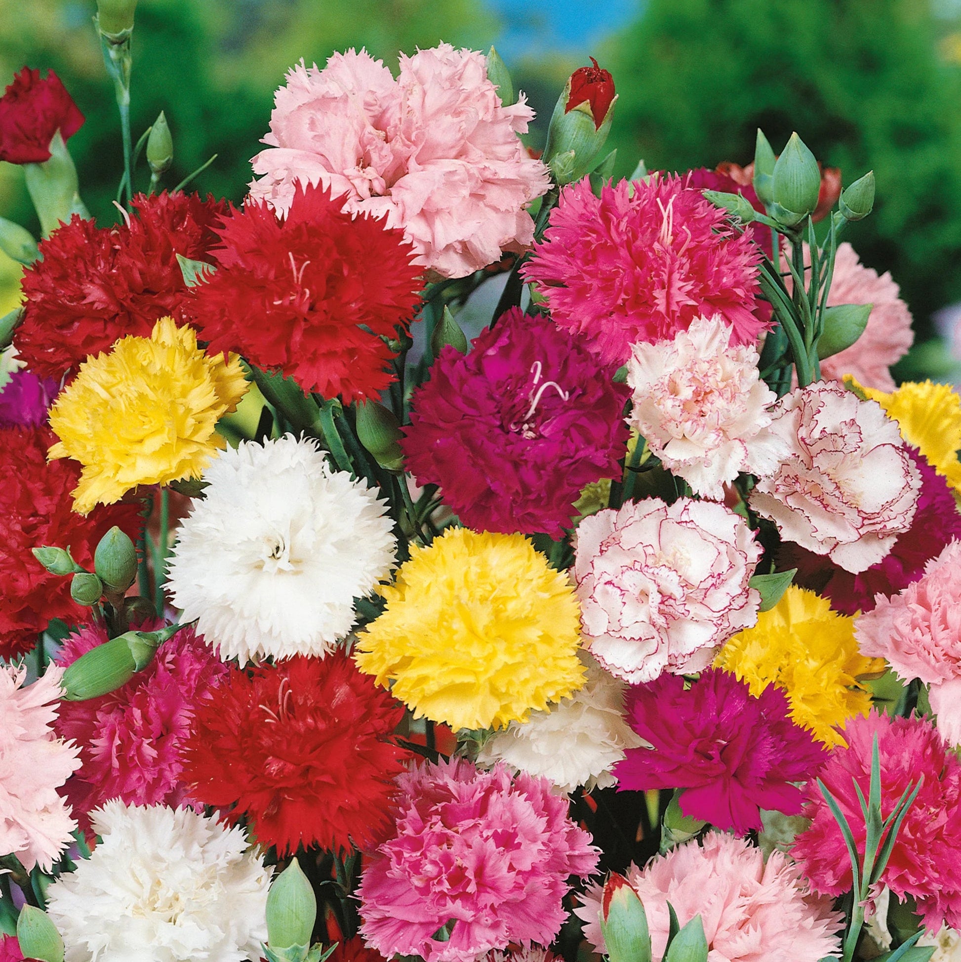 where are the seeds in a carnation flower Carnation (Dianthus caryophyllus) Flower Seeds for Planting – Heirloom – Pure Asia Seeds