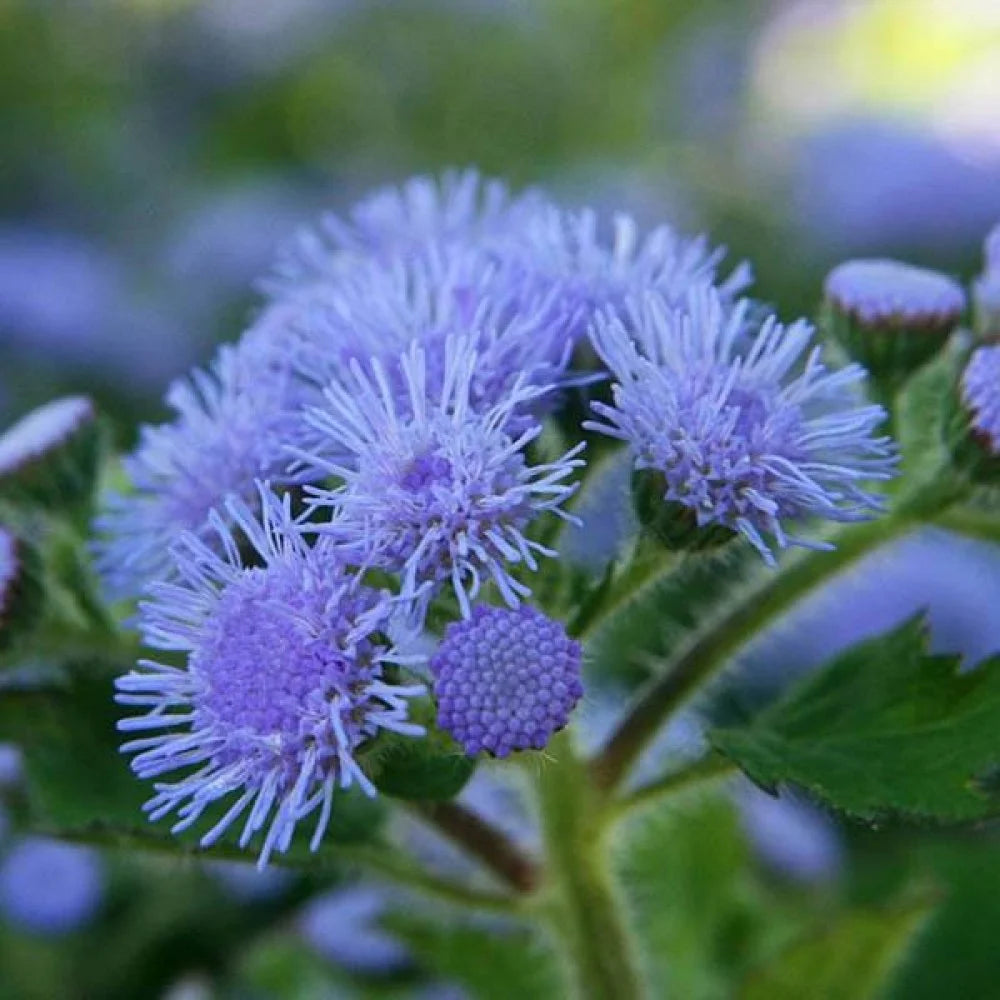 Ageratum Floss Flower Seeds