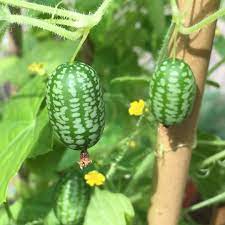 Cucamelon Seeds for Easy Planting