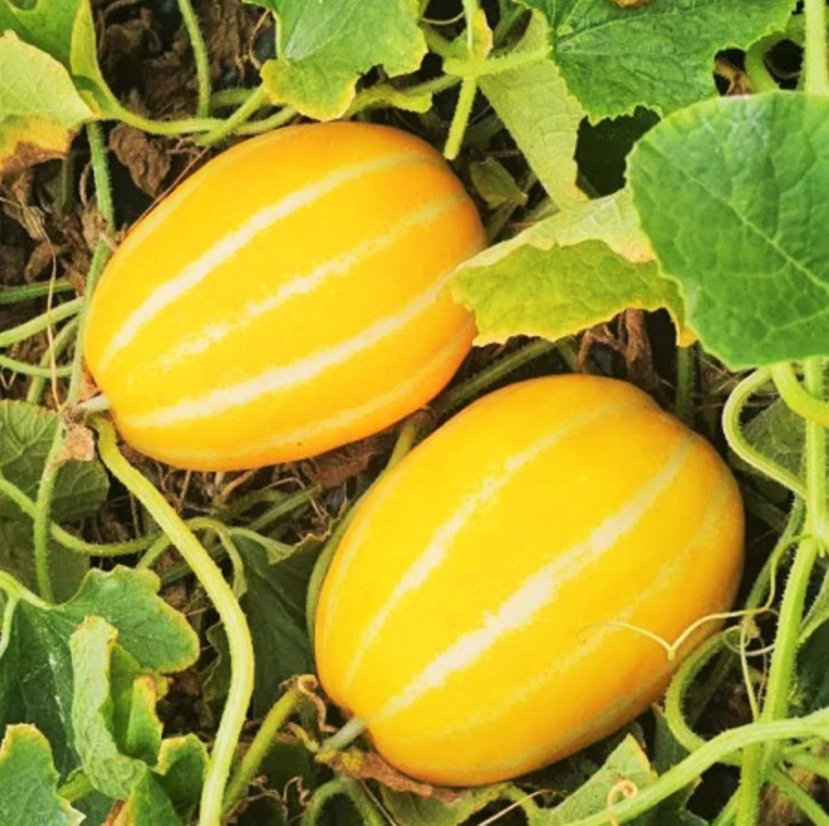 Early Silver Line Melon (Cucumis melo) Yellow Striped Skin White Flesh Korean Fruit Seeds