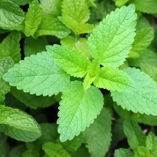 Elsholtzia Ciliata Herb Seeds for Planting – Heirloom, Non-GMO, Aromatic, Easy to Grow