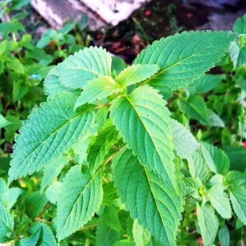 Graines d'herbe d'Elsholtzia ciliata