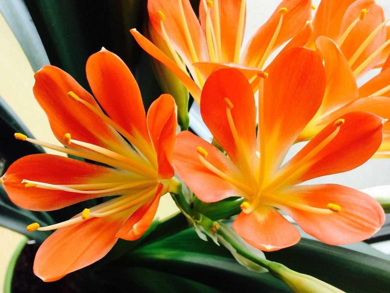 Kaffir Lily Flower Seeds