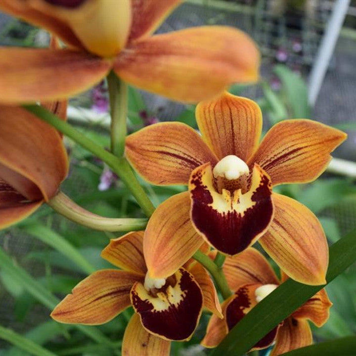 Cymbidium Orchid Flower Seeds for Planting – Heirloom, Non-GMO, Exotic Blooms