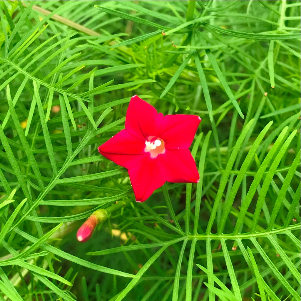 Ipomea Quamoclit Flower Seeds