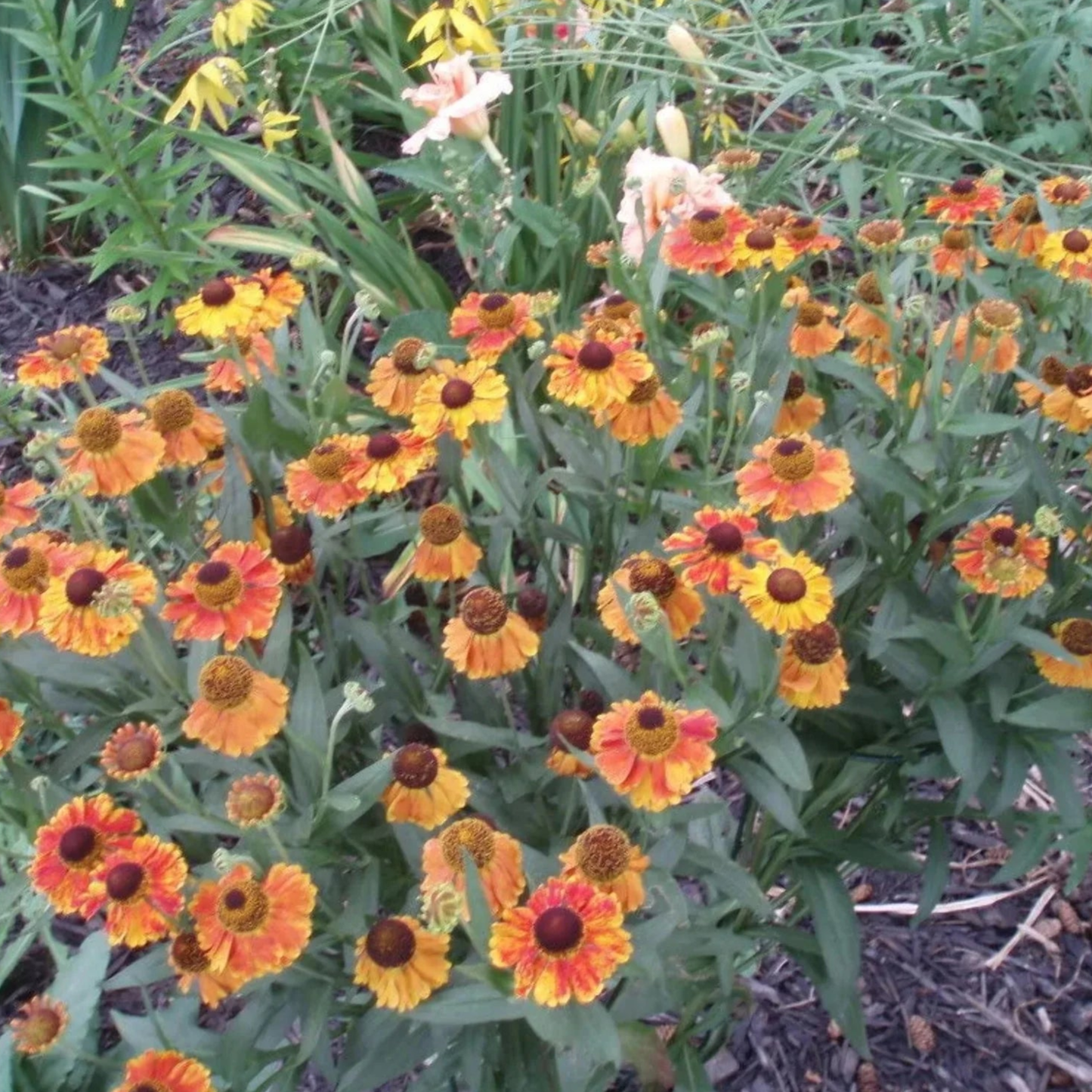 Helenium 'Herbstblätter' Blumensamen