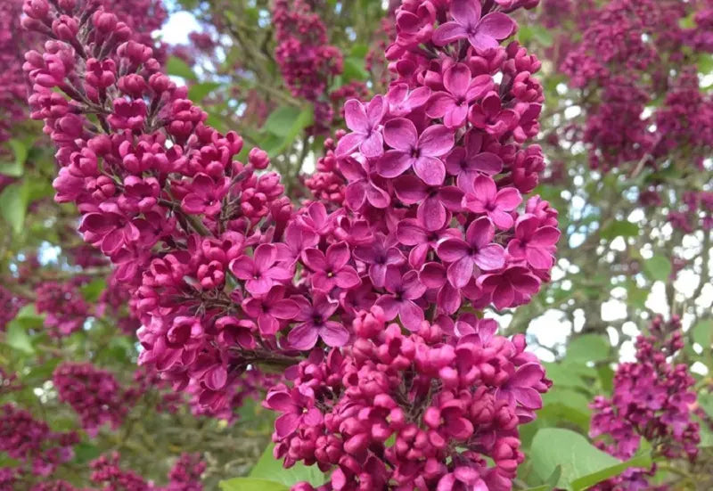 Purple Lilac Flower Seeds for Planting – Heirloom, Non-GMO, Fragrant, Perennial