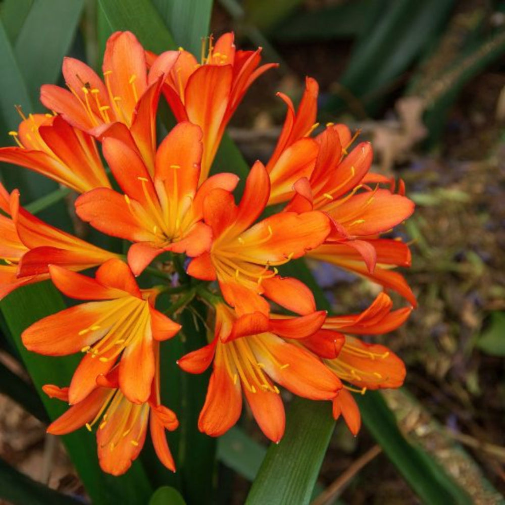 Kaffir Lily Flower Seeds