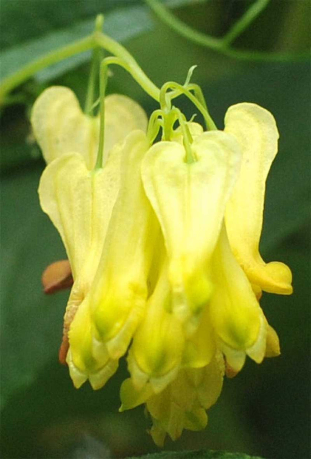Dicentra Spectabilis Yellow Bleeding Heart Flower Seeds