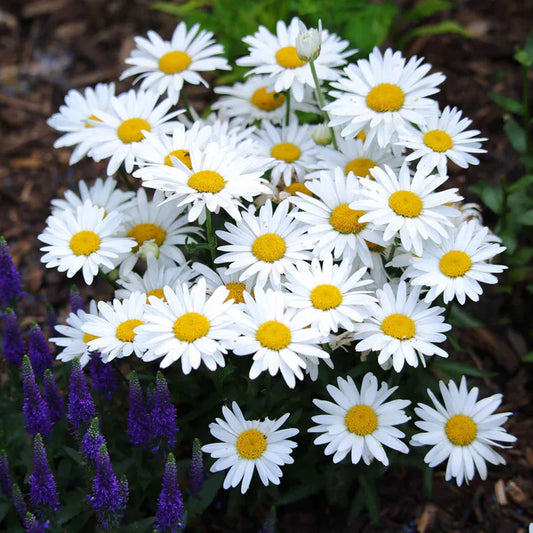 Shasta Daisy Flower Seeds for Planting – Heirloom, Non-GMO, Easy to Grow, Perennial