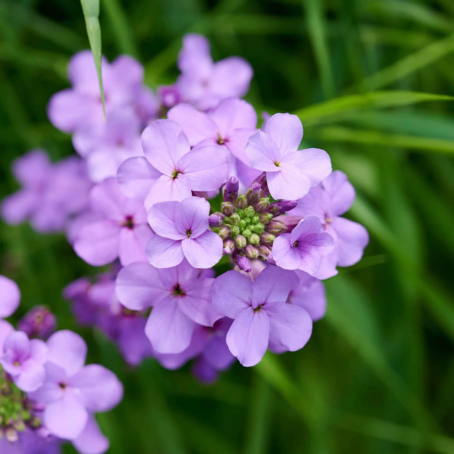 Dame's Rocket Flower Seeds