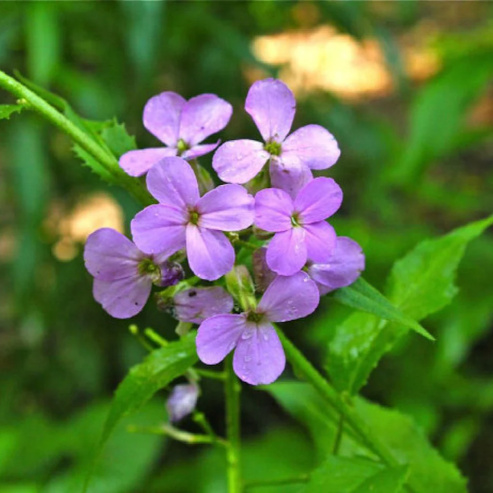 Dame's Rocket Flower Seeds