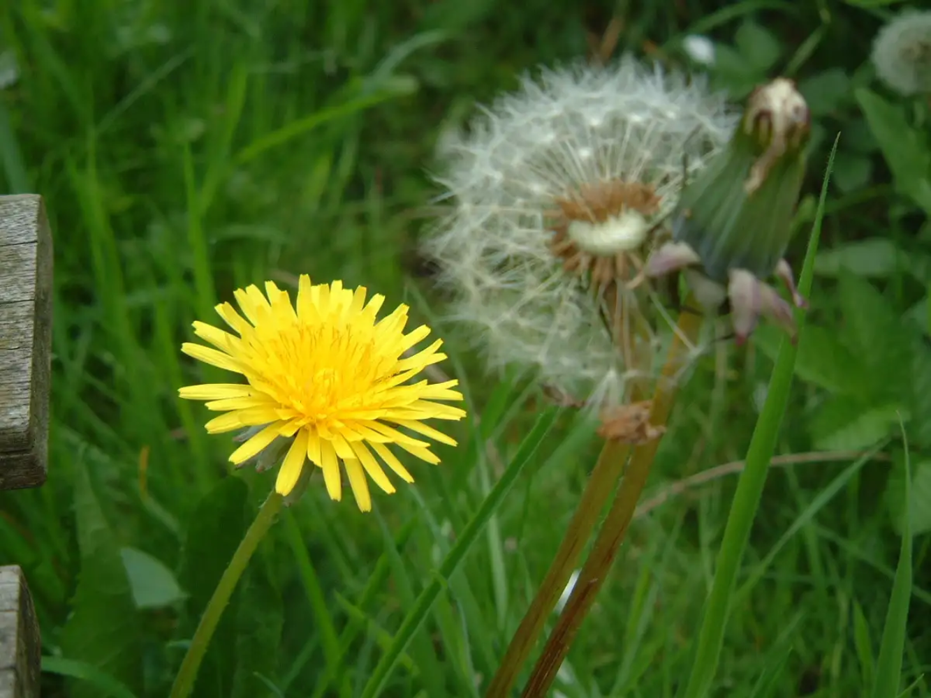 Dandelion Seeds Taraxacum Officinale Flower Seeds