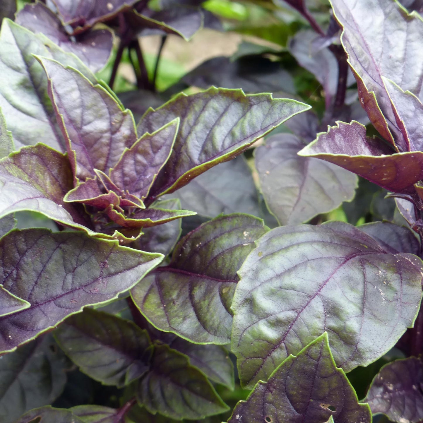 Dark Opal Basil Herb Seeds