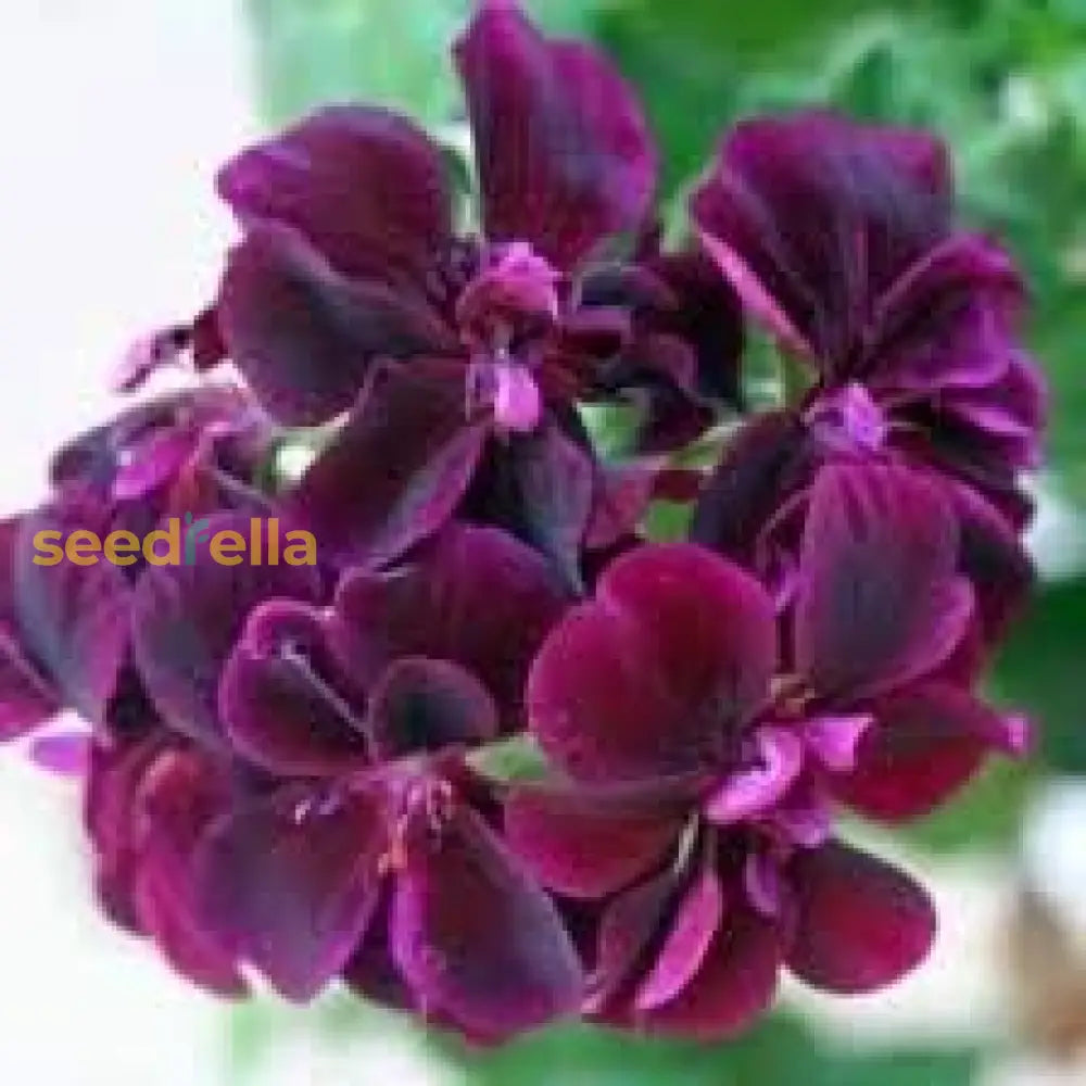 Dark Pink Black Geranium Flower Seeds For Planting - Vibrant And Elegant