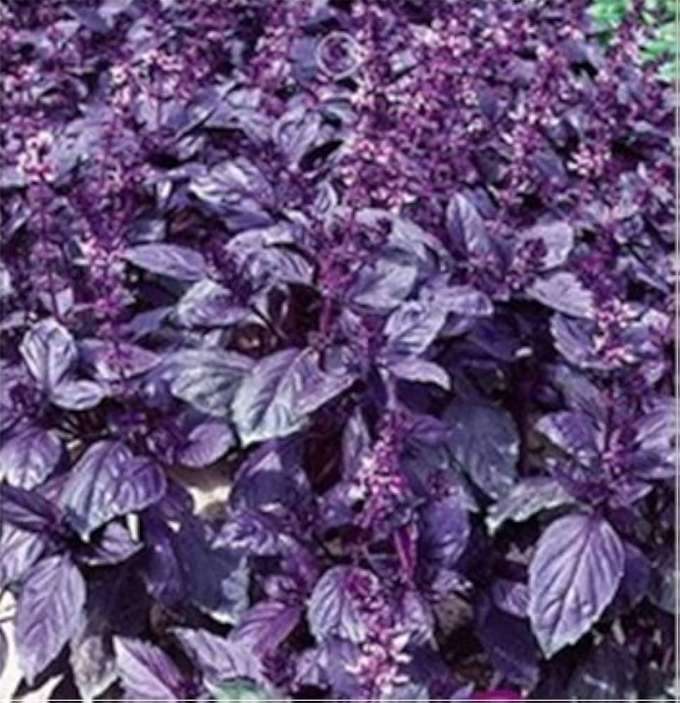 Dark Purple Basil Seeds for Aromatic and Flavorful Garden Herbs