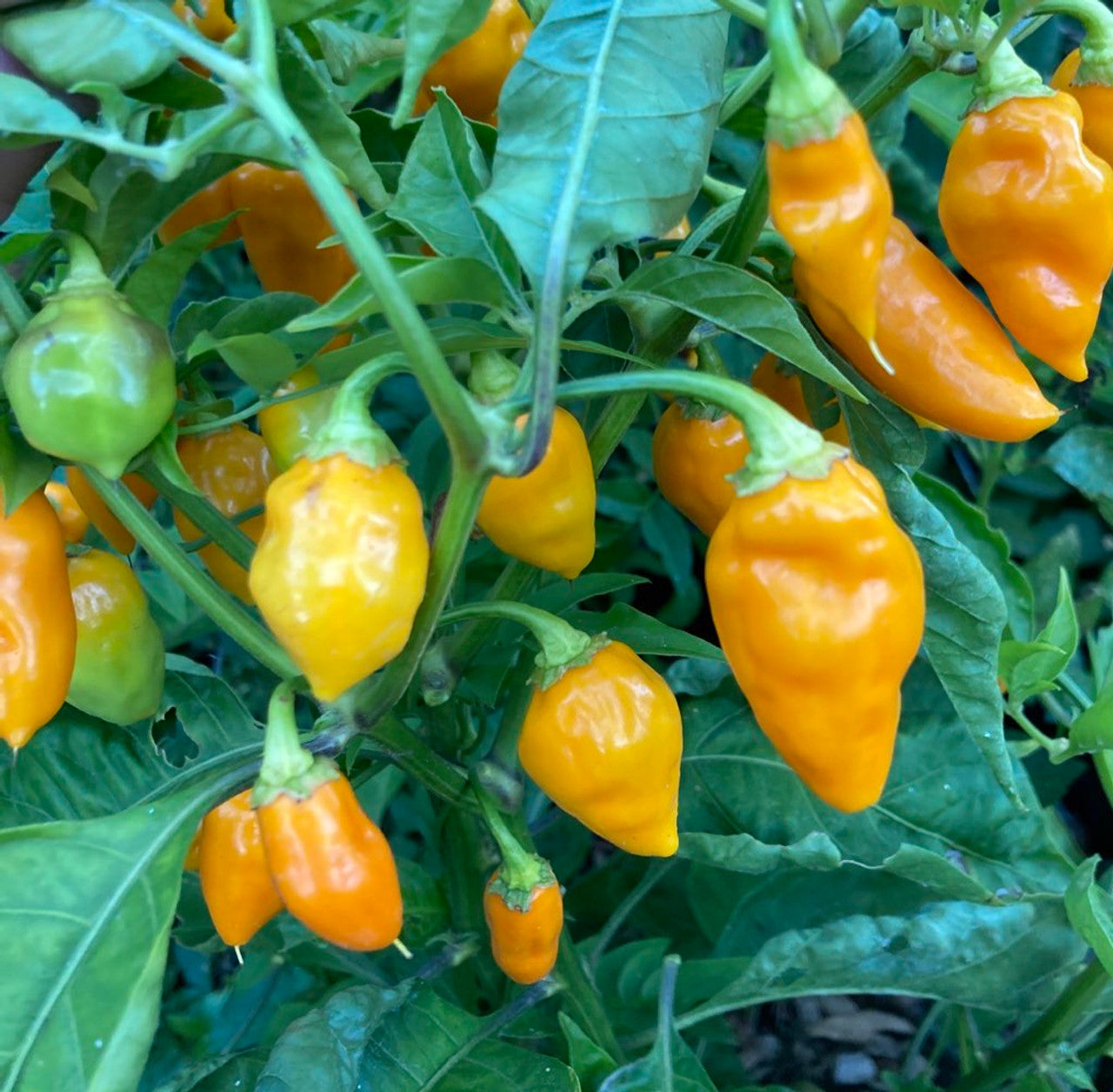 Datil Pepper Vegetable Seeds
