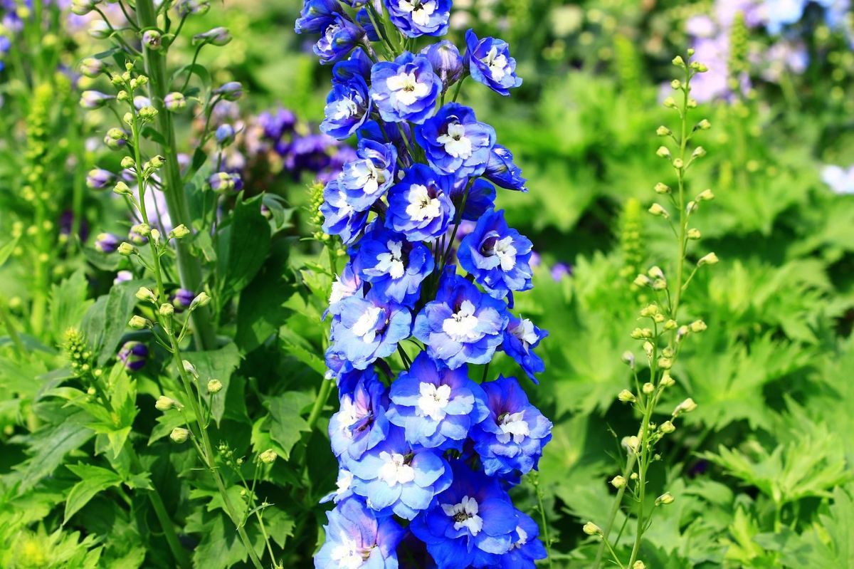 Blue Delphinium Flower Seeds (Candle Larkspur)