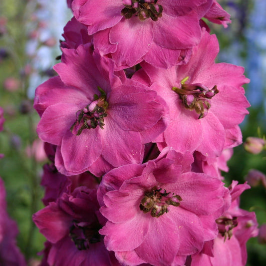 Pink Delphinium Flower Seeds for Planting – Heirloom, Non-GMO, Perennial, Pollinator-Friendly
