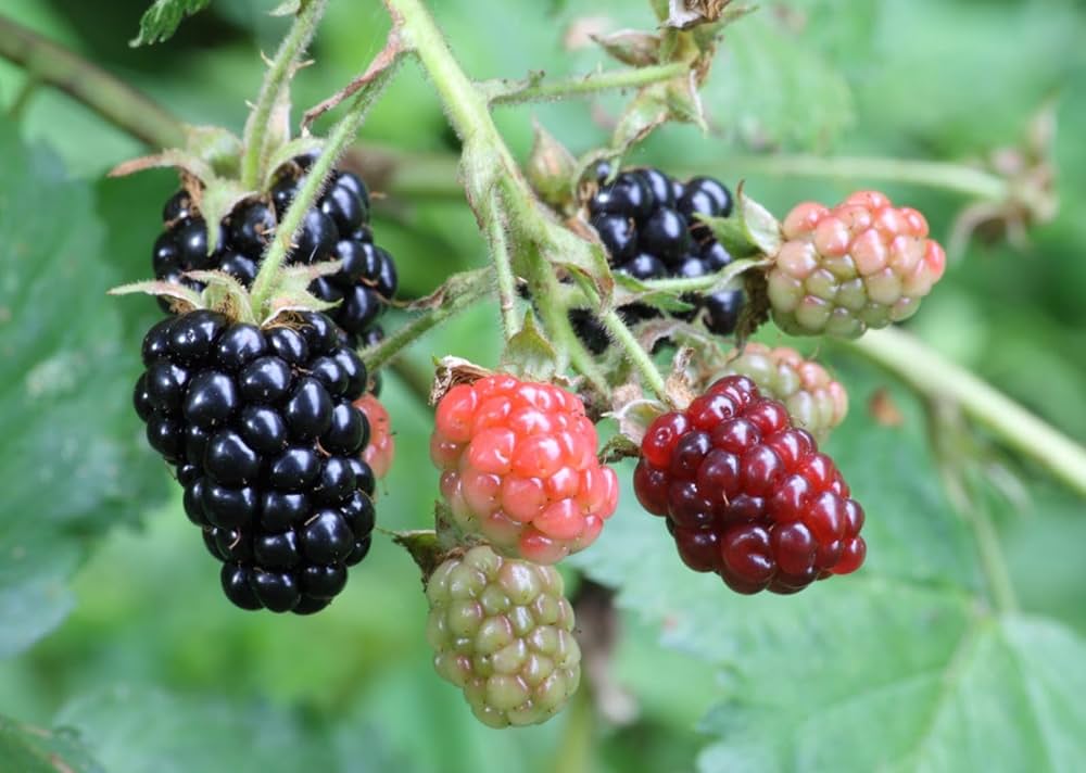 Dewberry Rubus caesius Pflanzensamen zum Anpflanzen im Hausgarten und Obstgarten