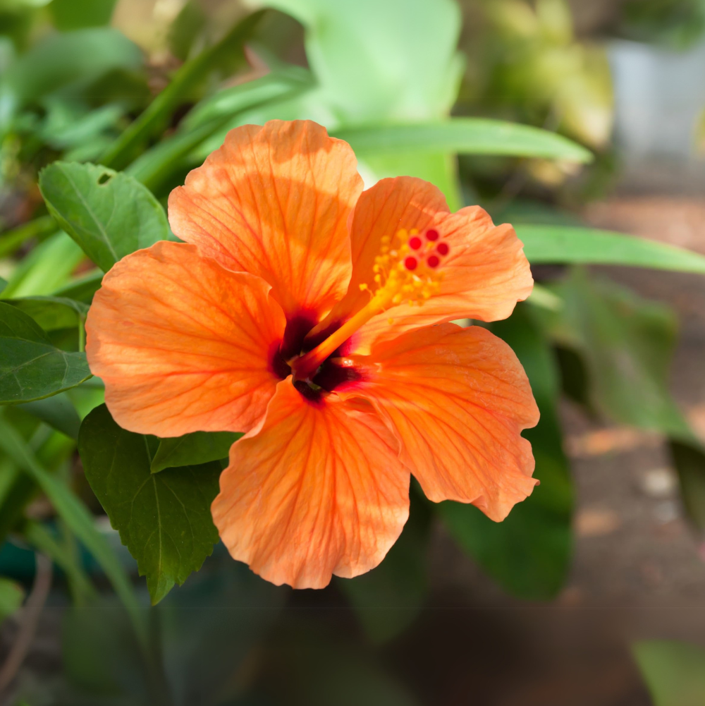Hibiskus-Orange-Samen zum Pflanzen – Atemberaubende tropische Blüten