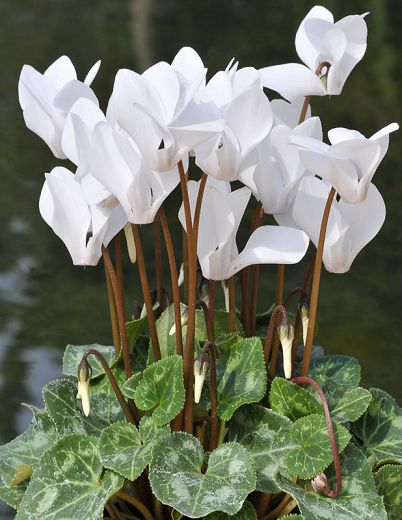 White Cyclamen Flower seeds for Planting - Drought Tolerant, Heirloom & GMO Free Seeds for Home Garden
Sale for planting in home garden.