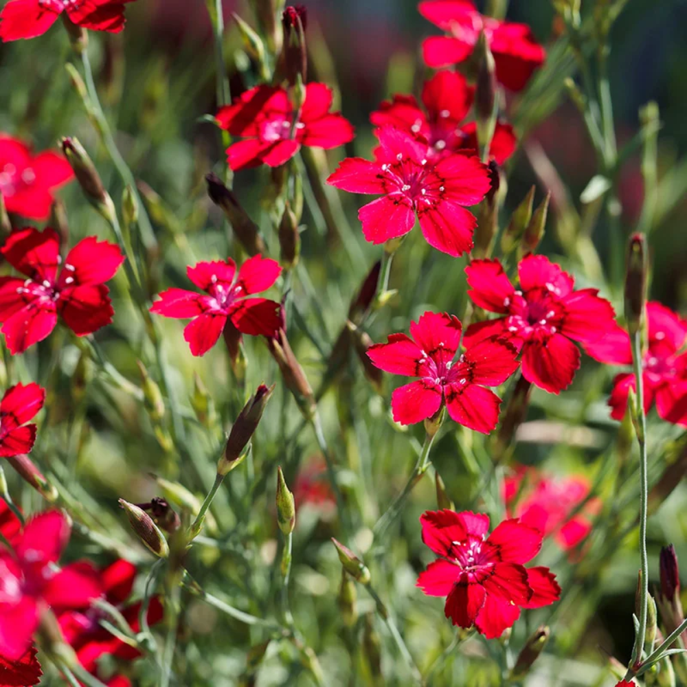 Flashing Lights Dianthus Deltoides flower Seeds