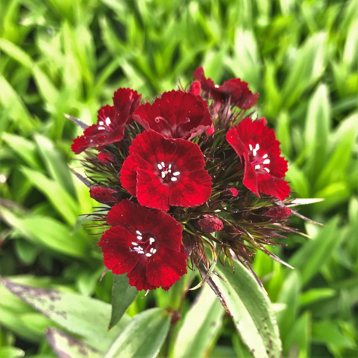 Dianthus Maroon Variety Flower Seeds for Home Garden