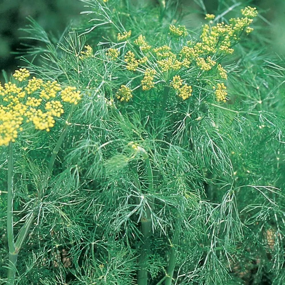 Dill Seeds for Planting: Aromatic Herb for Your Garden