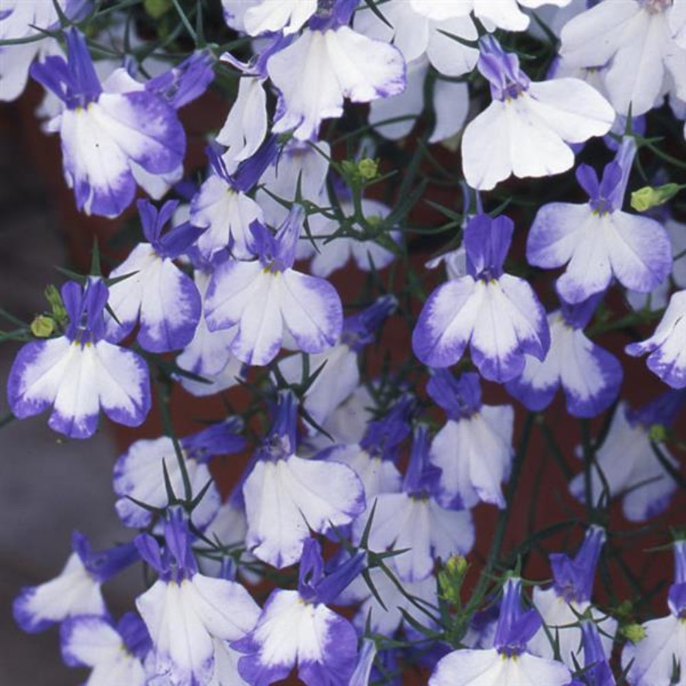 Blue Splash Lobelia Flower Seeds