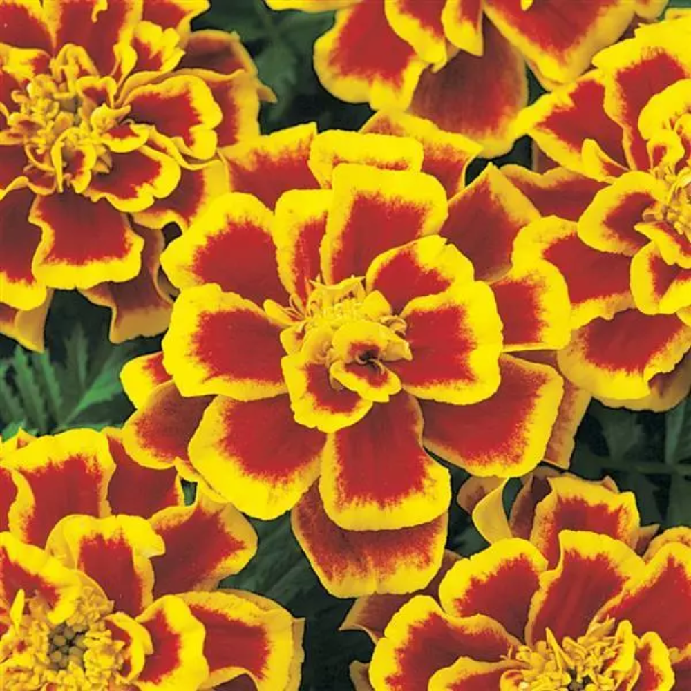French Marigold 'Durango Bolero' – Vibrant & Compact Garden Flower