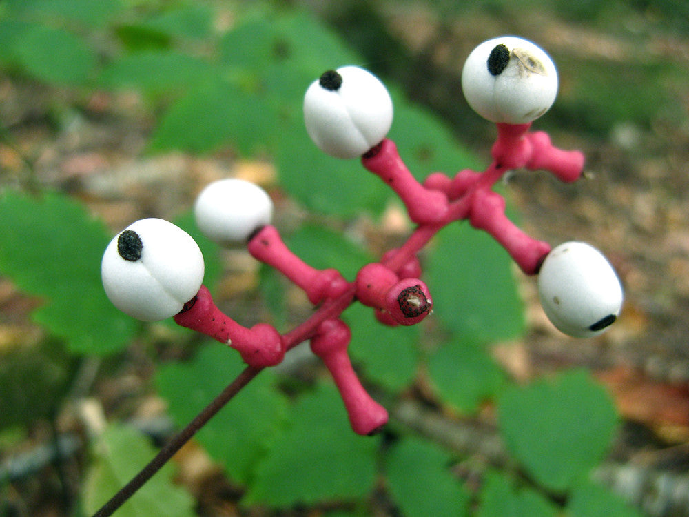 Doll's Eyes Flower (Actaea pachypoda Alba) White Baneberry Cohosh Seeds